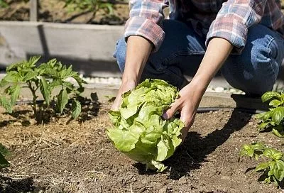 Убийца сорняков — секрет Галины Кизимы: успейте это за 2 недели до сева (3 шага), и больше не надо полоть