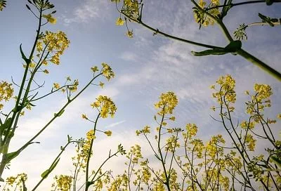 Сосед всегда сеет странные, но очень полезные растения: делаю так, как он, и благодаря сидератам почва стала как пух