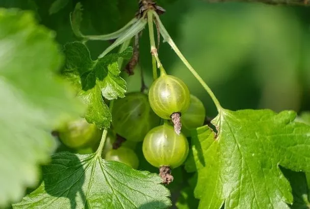 Крыжовник без шипов: топ-5 сортов, которые растить и есть – одно удовольствие 