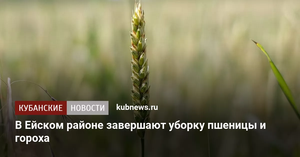 В Ейском районе завершают уборку пшеницы и гороха