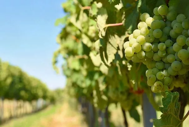 Количество туристов на кубанских винодельнях выросло вдвое