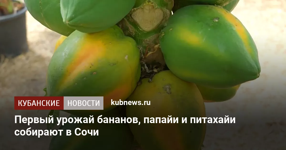 Первый урожай бананов, папайи и питахайи собирают в Сочи