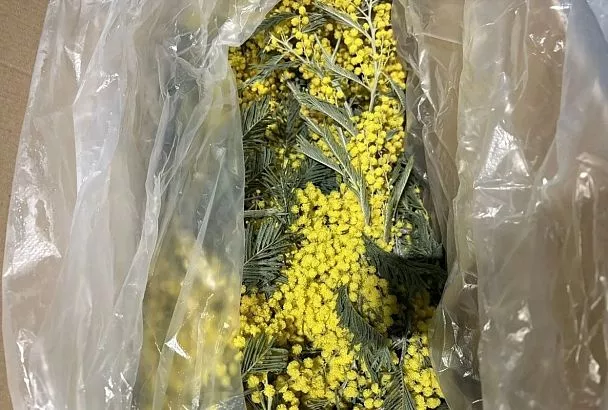 Первую партию мимозы ввезли из Абхазии в Россию через Краснодарский край