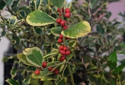 Падуб к Рождеству: не сбрасывает листву, но может отравить красотой