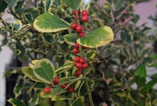 Падуб к Рождеству: не сбрасывает листву, но может отравить красотой