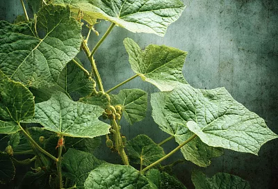 Спасаем стареющие огурцы. Ещё не поздно вернуть урожай