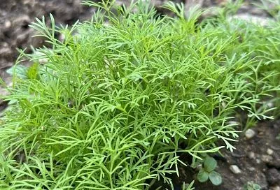 Зелень – вкусно, семена – полезно: уникальные свойства укропа