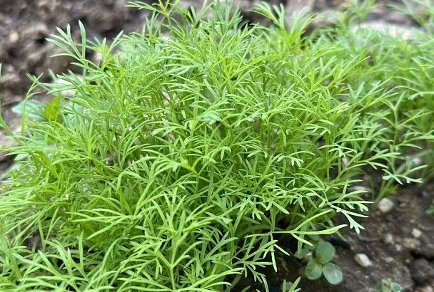 Зелень – вкусно, семена – полезно: уникальные свойства укропа