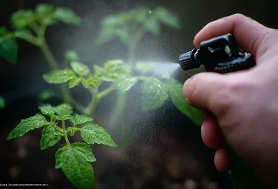 Как остановить вытягивание томатов: 2 цикла монофосфата калия