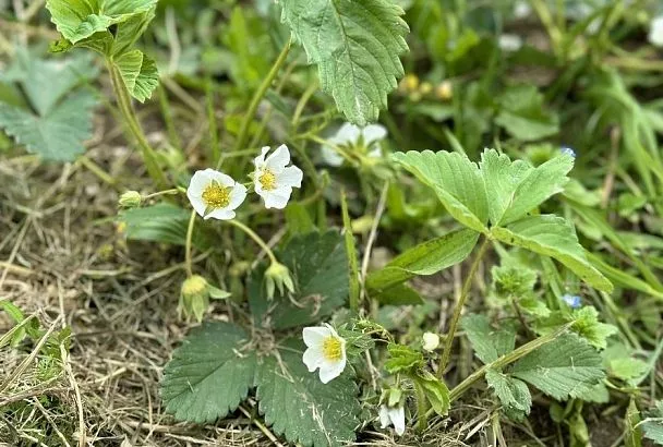 Натуральная защита клубники: простой рецепт для богатого урожая