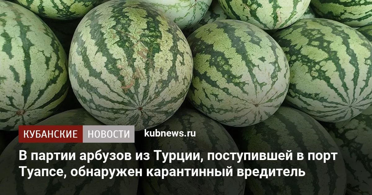 В партии арбузов из Турции, поступившей в порт Туапсе, обнаружен карантинный вредитель