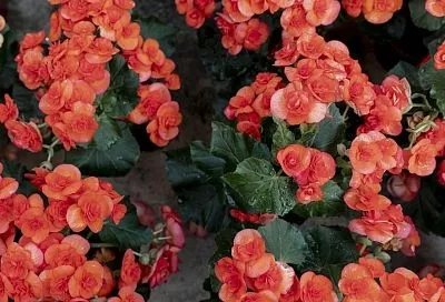 Выгодное дельце: как черенковать однолетние цветы, чтобы быстро получить вместо одного растения пять