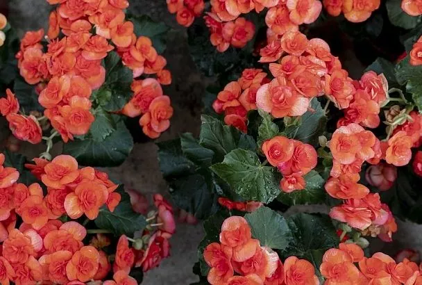 Выгодное дельце: как черенковать однолетние цветы, чтобы быстро получить вместо одного растения пять