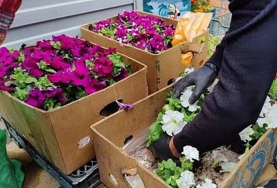 Сажаем рассаду петуньи после покупки так — и она пышно цветёт всё лето