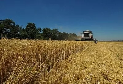 На поддержку АПК Кубани в 2026 году направят 10,5 млрд рублей