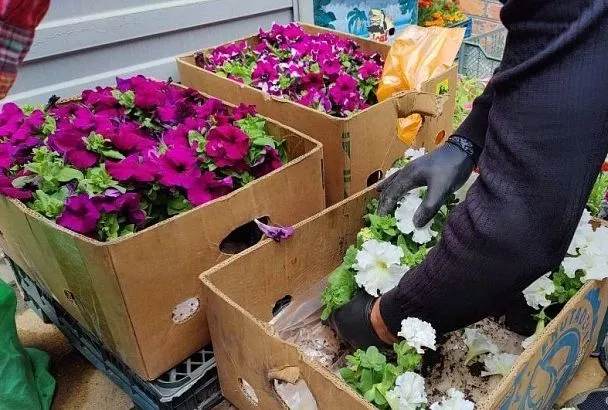Сажаем рассаду петуньи после покупки так — и она пышно цветёт всё лето