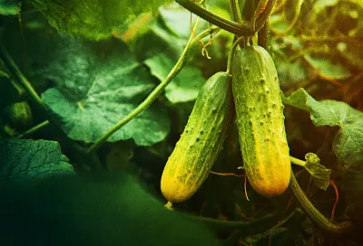 Огурцы горчат, листья желтеют, плети вянут?