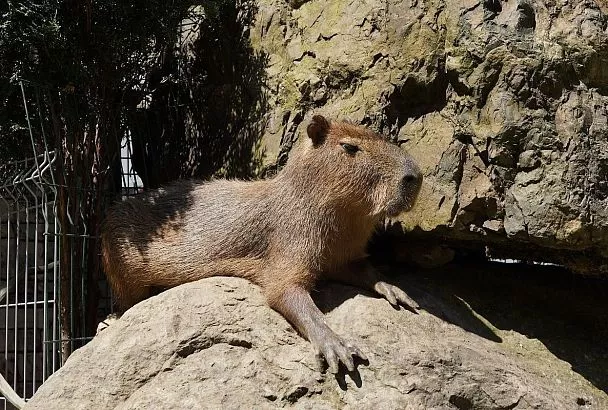 В горах Сочи поселилась капибара 