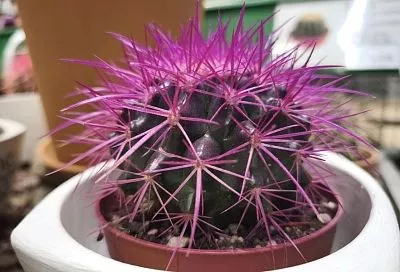 Зачем красят кактусы в садовых центрах: мода, вред и стоит ли их покупать