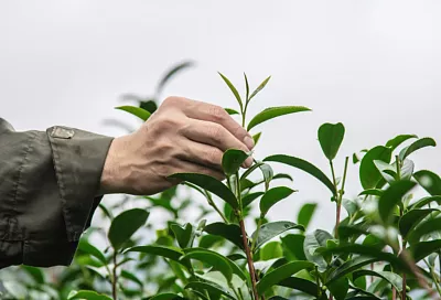 Закладка гектара чайных плантаций в Сочи обойдется в 50 миллионов рублей