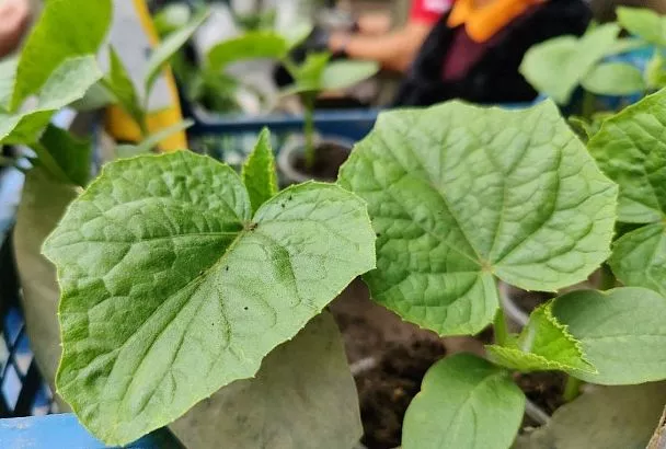 Посадка огурцов в июне 2025 в открытый грунт: ловите лучшие дни посевного календаря