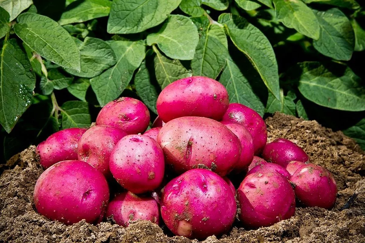 Желтеет ботва картофеля: что делать, когда это норма, а когда – тревожный сигнал