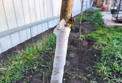 Лучше побелки, надежнее дегтя: садовый бинт – сильная защита деревьев от погоды и вредителей
