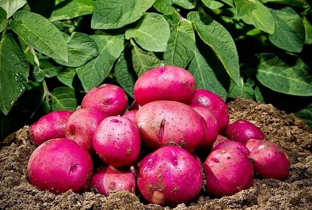 Желтеет ботва картофеля: что делать, когда это норма, а когда – тревожный сигнал