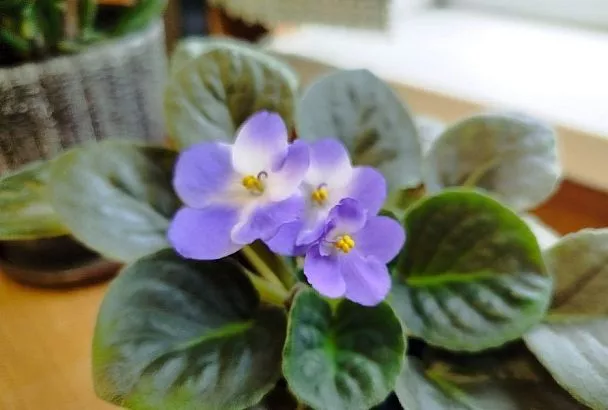 Соседка посоветовала закопать под фиалку лавровый лист: результат сразил наповал, теперь она цветет круглый год