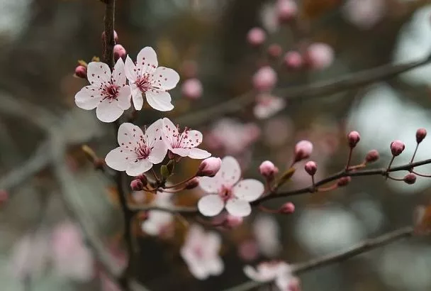 5 не: что нельзя делать, когда фруктовые деревья и ягодные кустарники уже цветут