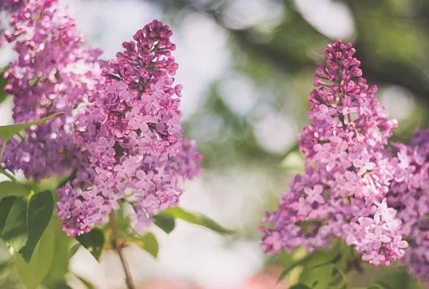 Обрезать сирень надо только так, иначе останетесь без цветов