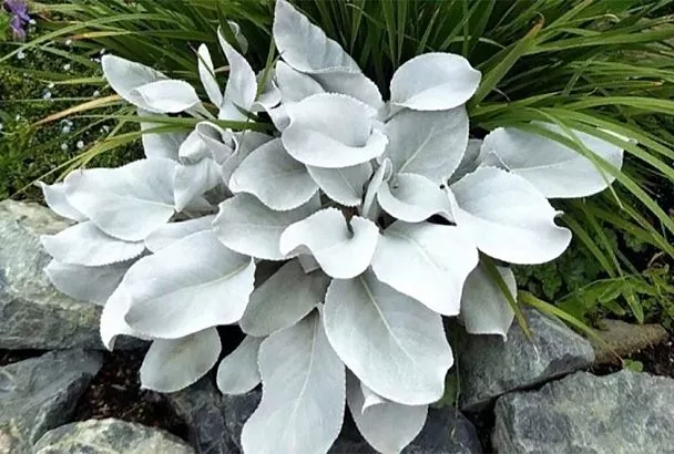 Вызывает восхищение и восторг: крестовник белеющий Angel Wings превратит ваш сад в райский уголок