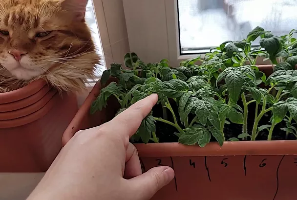 Рассада 2025 – мощный старт с первой петельки: 3 секрета идеальных всходов и 1 ошибка, которая всё губит