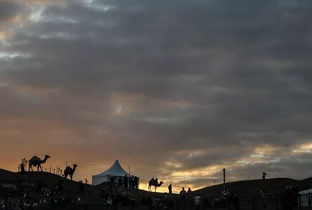 Двух верблюдиц привезли в зоопарк Санкт-Петербурга из Горячего Ключа
