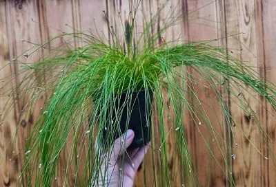 Камыш поникающий с мелким «бисером»: изящное неприхотливое украшение для вашего двора и дома 