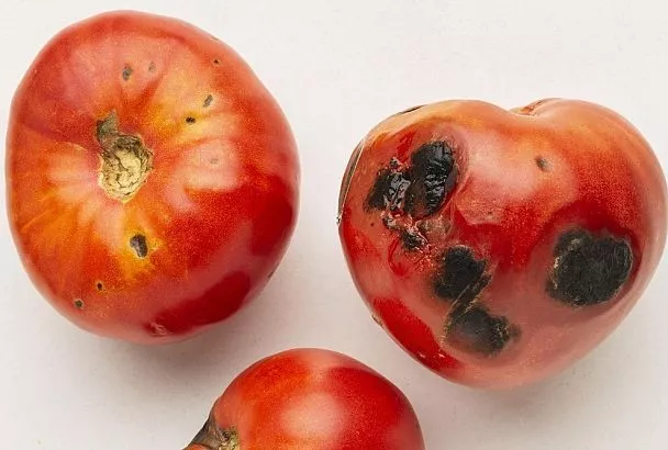 Помидоры почернели прямо на кустах? Убрали — и сразу обработайте землю купоросом