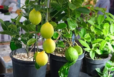 Горячий душ для лимона: как вырастить цитрусовые в квартире