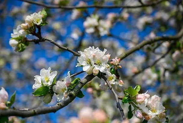 Просто вовремя поджечь! Защищаем цветущие деревья и завязи от заморозков дымом