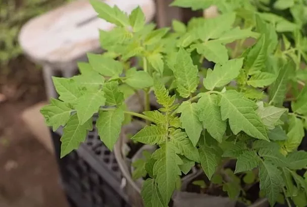 Делаю так — и рассада помидоров выдерживает любую температуру: Секреты крепких кустов
