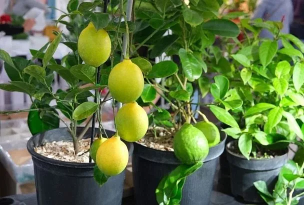 Горячий душ для лимона: как вырастить цитрусовые в квартире