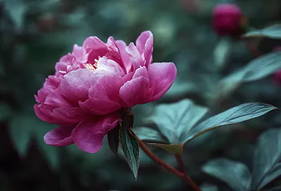 Пионовый рай: как посадить и не загубить цветы