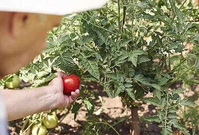 Как обрезать помидоры в теплице: 5 шагов для идеального урожая в жару