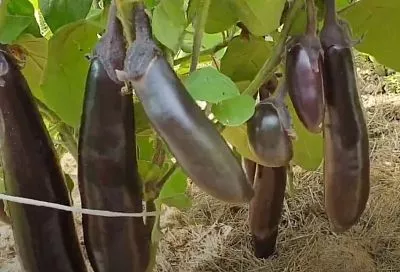 Эти баклажаны взорвут ваш урожай: в феврале срочно сеем семена этого гибрида — и 1 секрет, как их не испортить