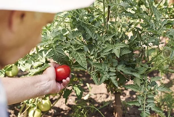 Как обрезать помидоры в теплице: 5 шагов для идеального урожая в жару