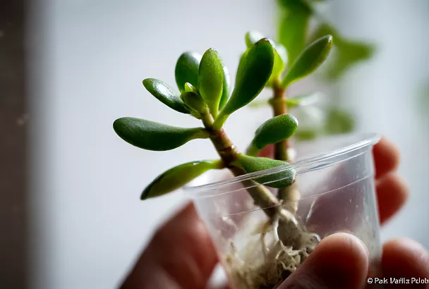 5 ошибок в уходе за толстянкой, из-за которых она чахнет