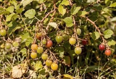 Размножаю крыжовник осенью: 3 проверенных способа – отводками, черенками и зелеными побегами