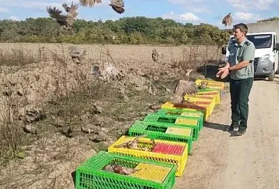 Тысячу фазанов выпустили на волю в двух районах Кубани