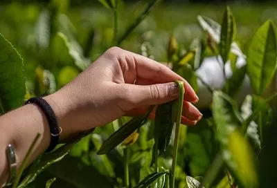 В Сочи изучают механизмы формирования вкуса и аромата новых типов чая