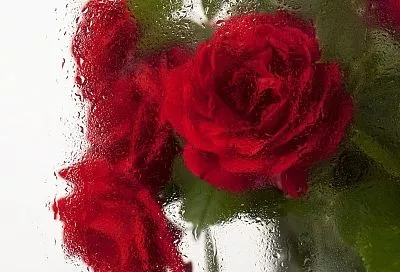 Холодный июнь 2025: защитил цветы с помощью термобоксов — и тепло 48 часов без розетки