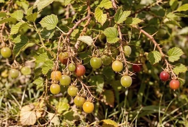 Размножаю крыжовник осенью: 3 проверенных способа – отводками, черенками и зелеными побегами